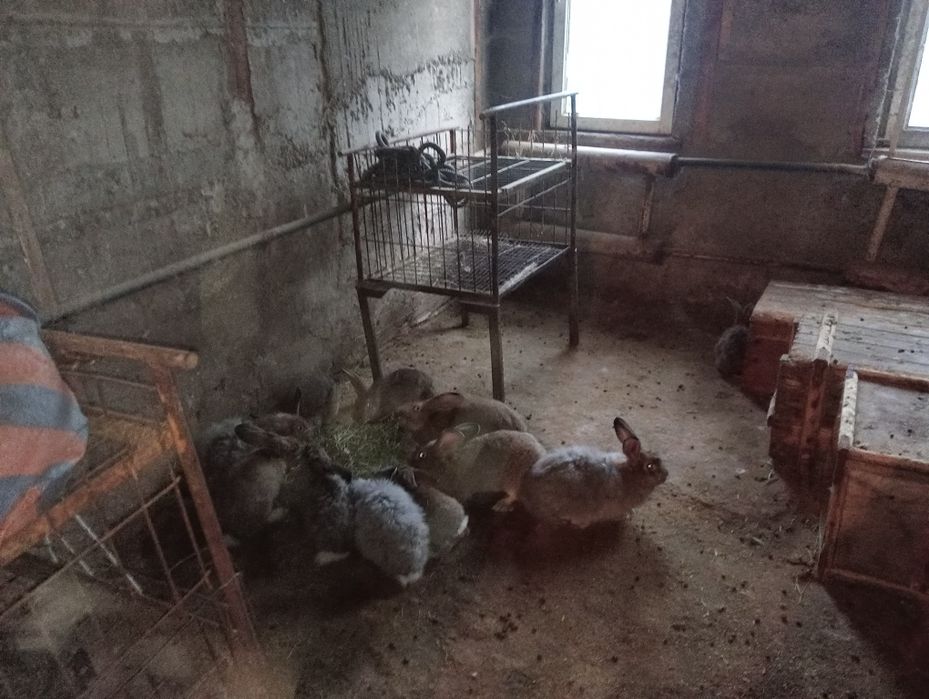 Кролики великаны