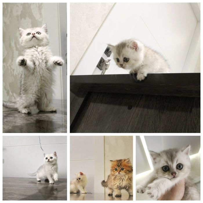 Zotdor Scottish Fold va Scottish Straight Shinshila mushuklar sotiladi