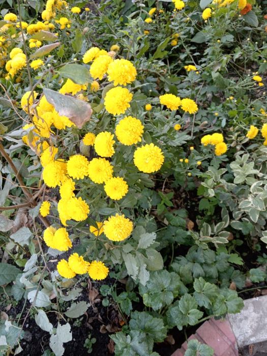 Продам цветы и саженцы