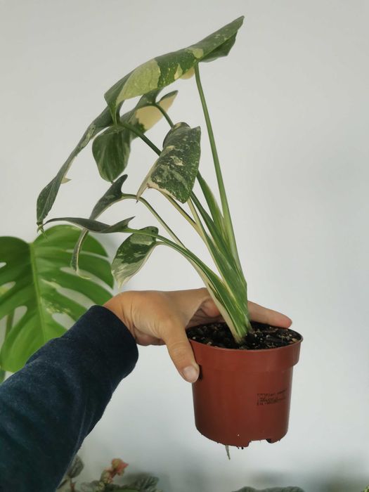 Monstera thai constellation