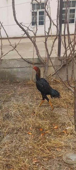 shamo.Kares.ganoy.kulangi,dakan.xo'roz.xuro'z