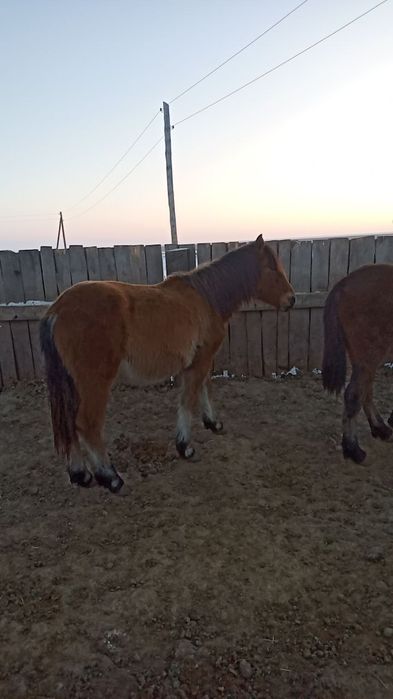 Лошади) кунан, байтал.