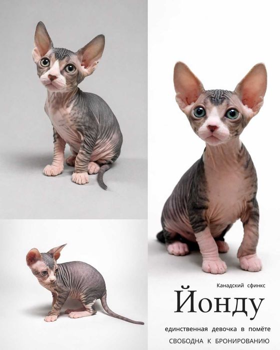Продаются котята Канадского сфинкса