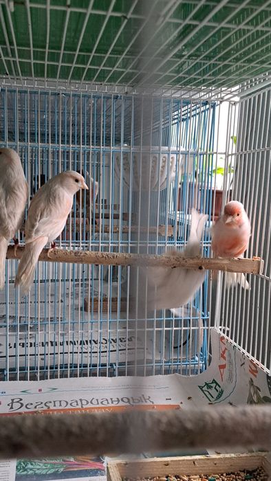 Кансрейки. Самцы и самки