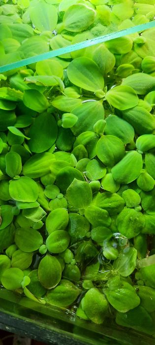 Аквариумные растения