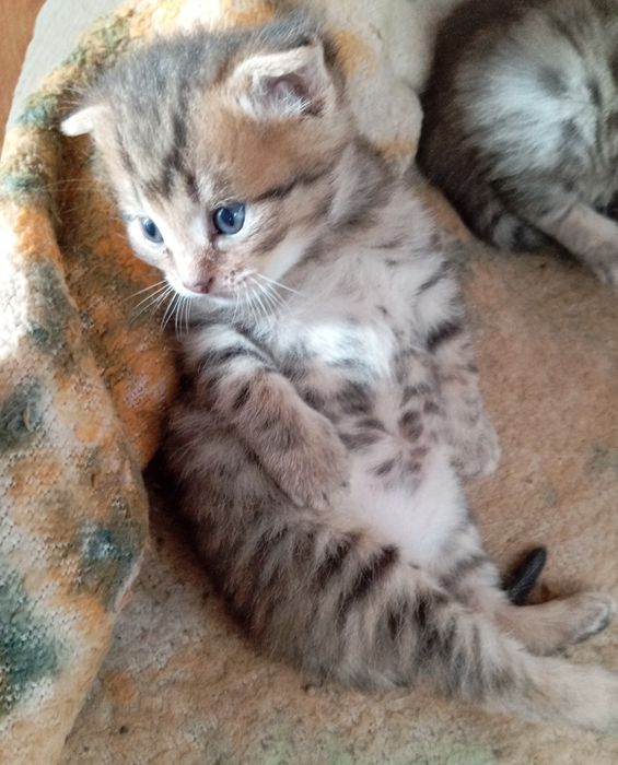 Котята породы Скоттиш фолд