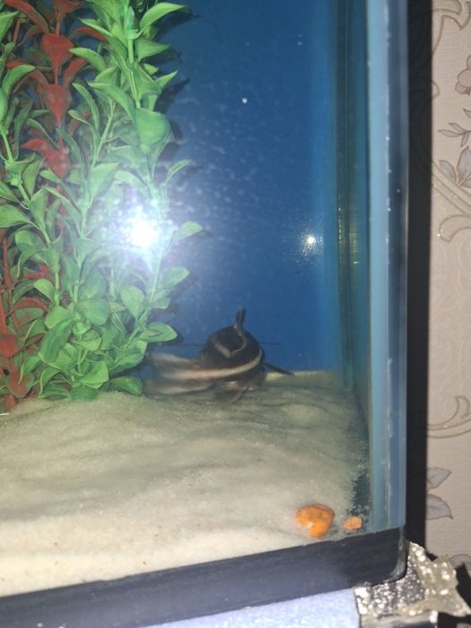 Akvarium mebeli bn sotiladi