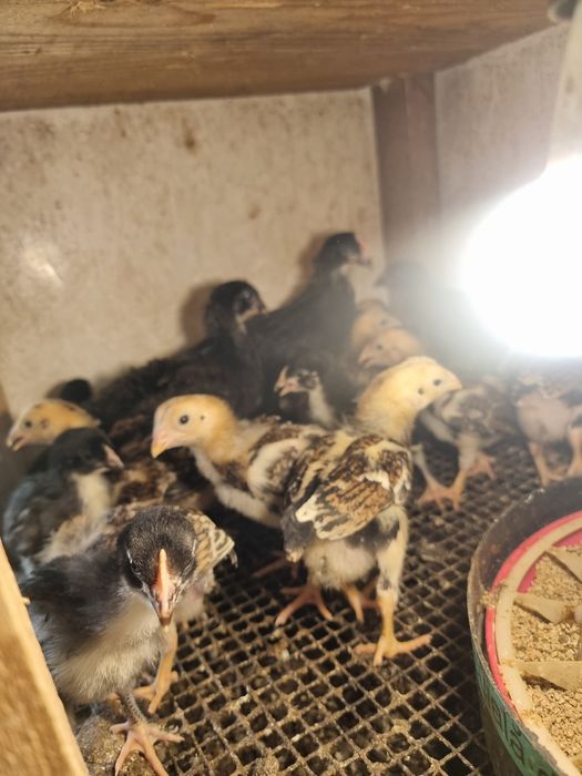 Pui  Combatant indian Marans Araucana