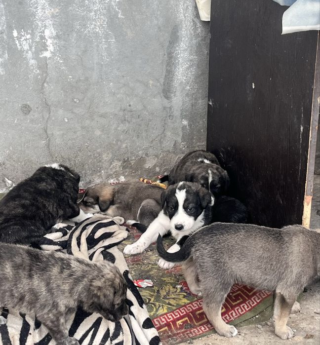 Щенки Алабая 2 месяца