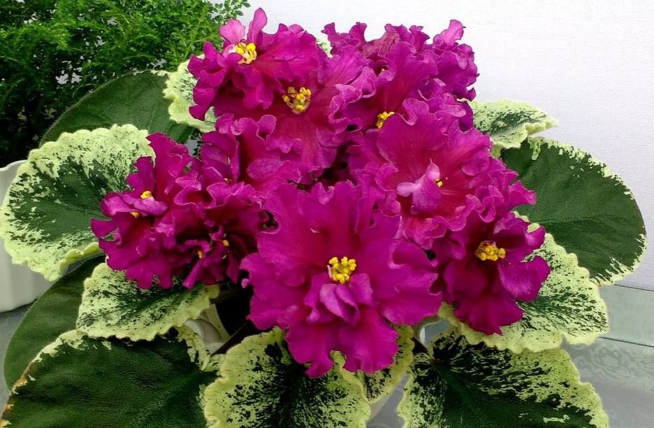 Сотовые фиалки гиганты