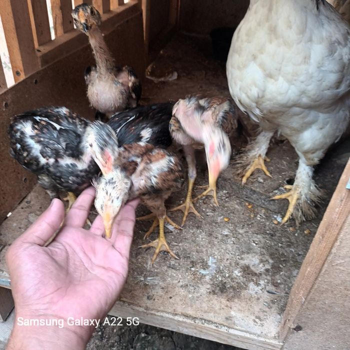 Assalomu aleykum jojalar sotiladi