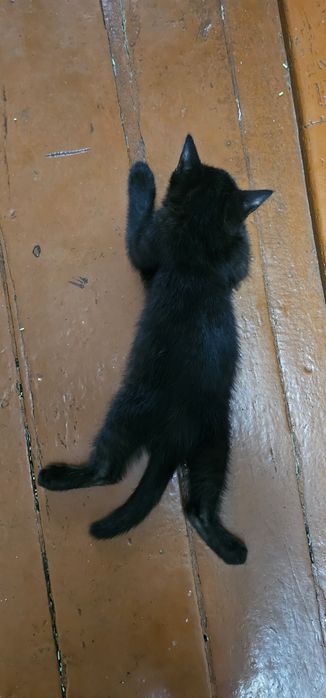 Отдам котят. Бесплатно