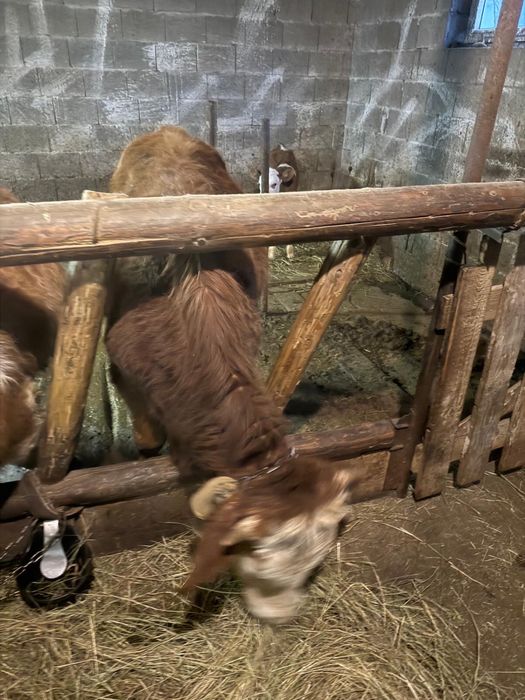 Taur, junincă și vițel Bălțată Românească de origine