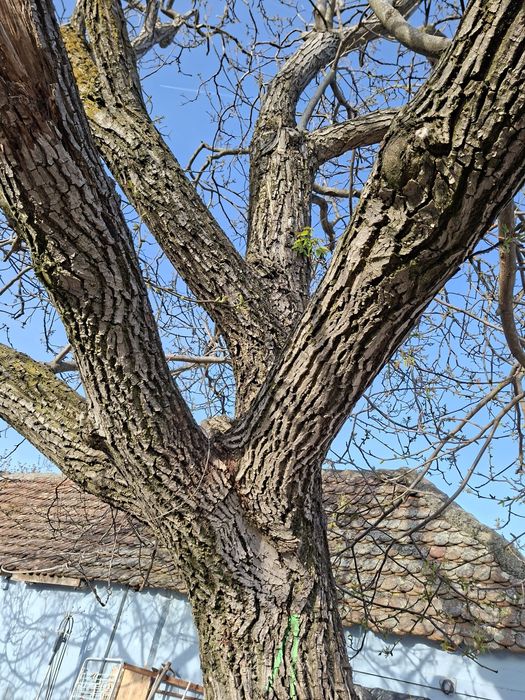 Vând nuc, trunchiul fără noduri