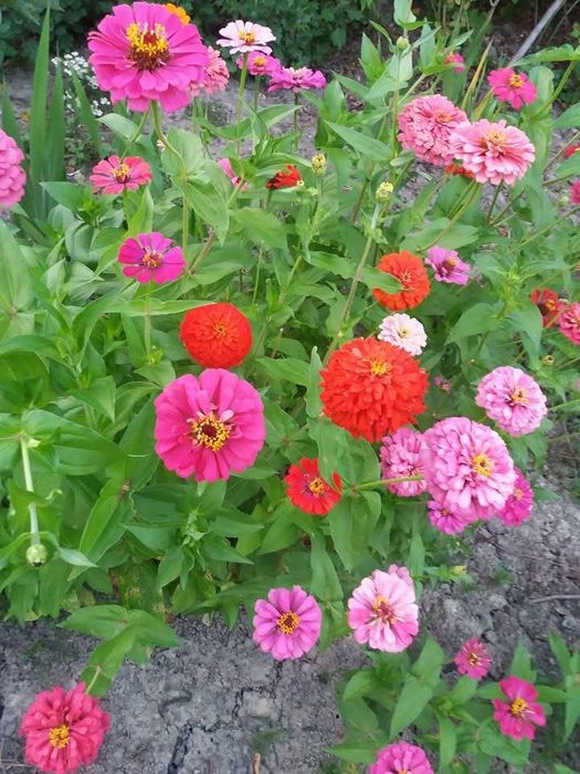 Meditații Limba Română