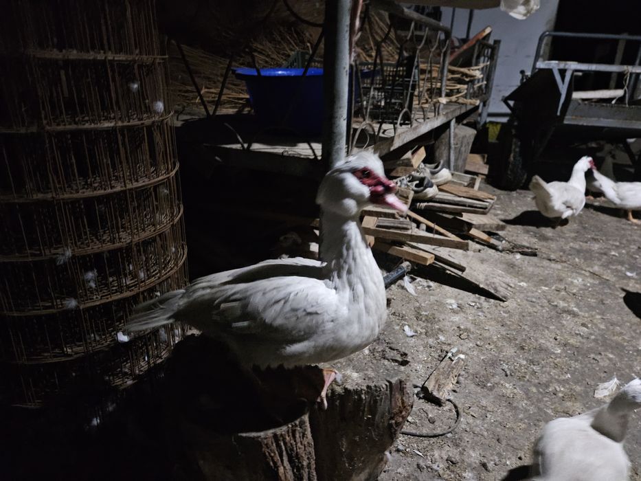 Индоутки белые самки самцы продоются