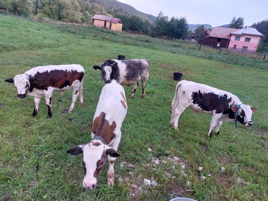 Patru taurasi de vanzare