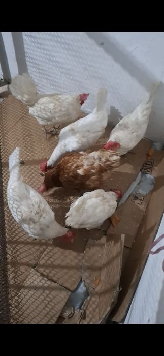 Кролики қоян тауық куры