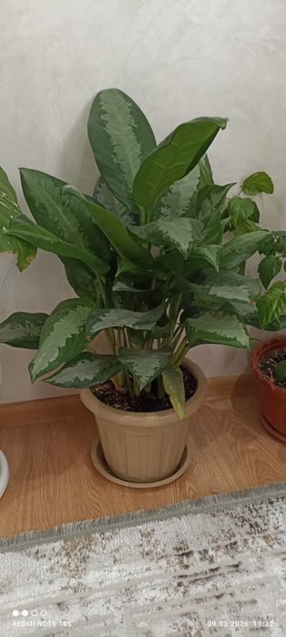 Продаем комнатные цветы