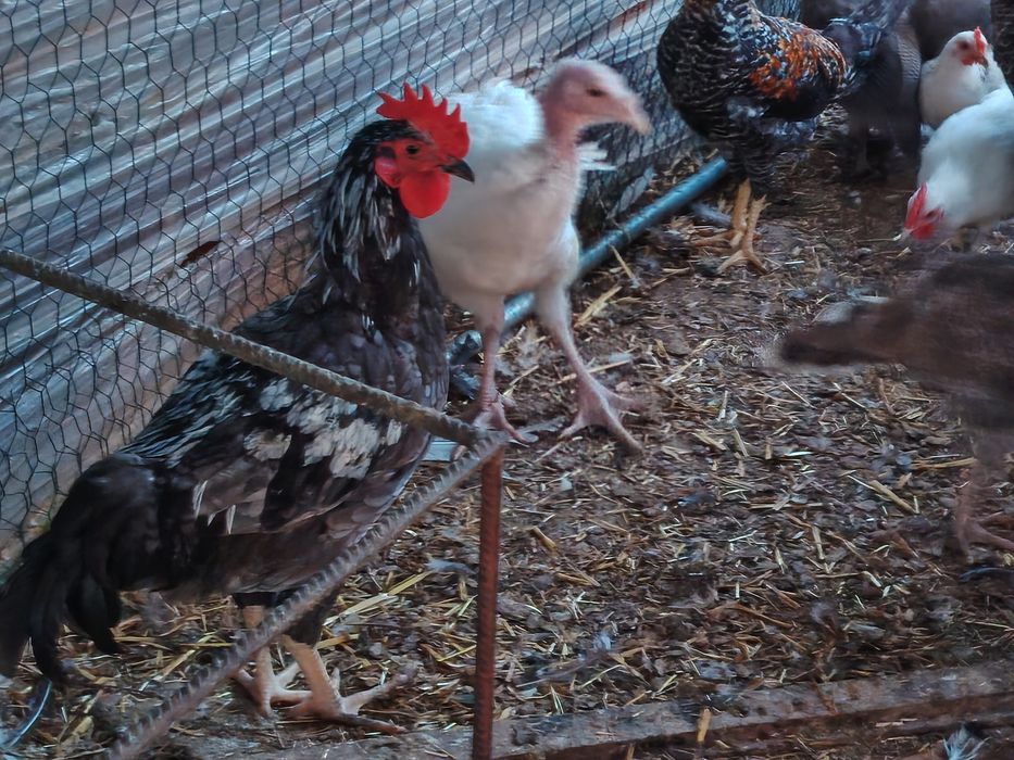 Vând cocoși diverse culori sau rase tineri mici (chaboo sau pitic) sau  mari(  apr. 2 kg )crescuți în sistem gospodăresc