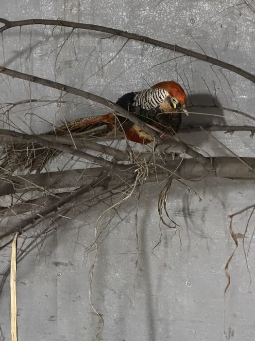 Алмазный фазан самец