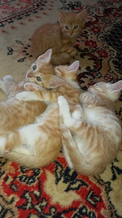 Отдам рыжых котят в добрые руки