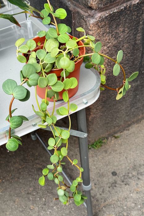 Peperomia hope, суккуленты