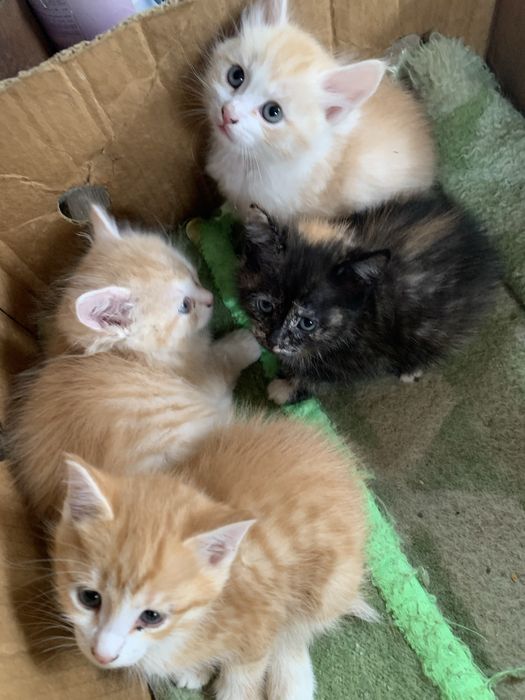отдам в добрые руки котят