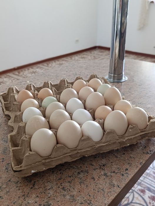Қолдың жұмыртқасы сатылады