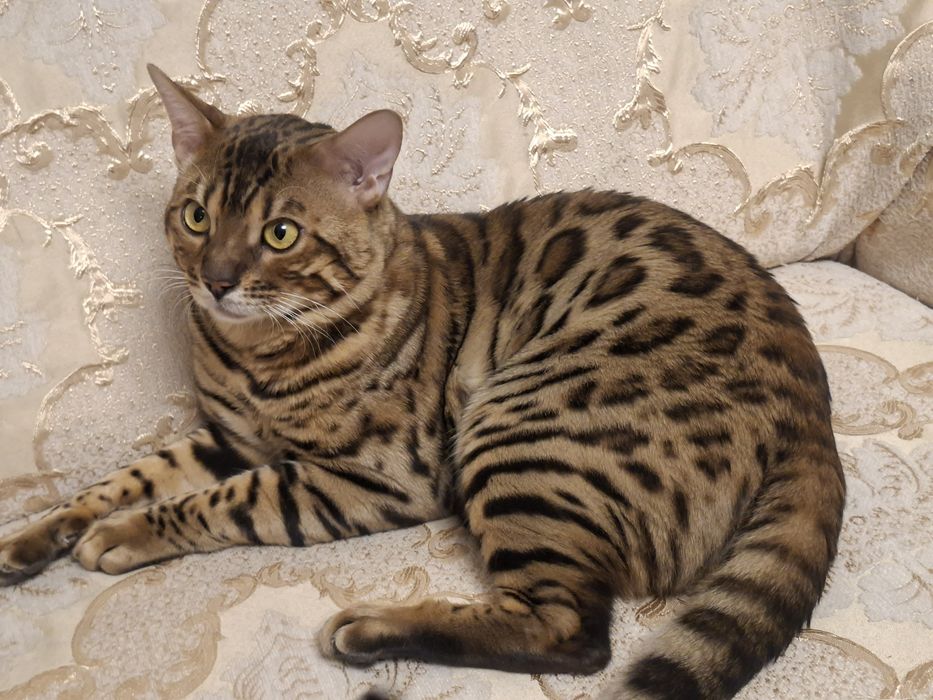 Кот бенгал на вязку