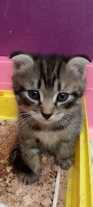 Продам котят скоттиш-фолд