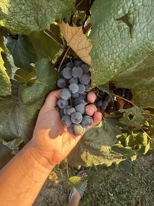 VAND STRUGURI, capsunica, 5LEI KG, strugurii sunt EXCEPTIONALI pentru vin