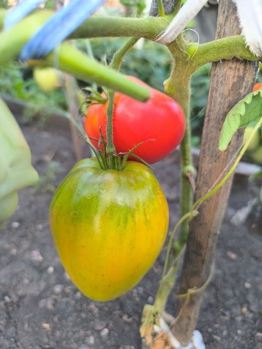 Продам помидоры домашние