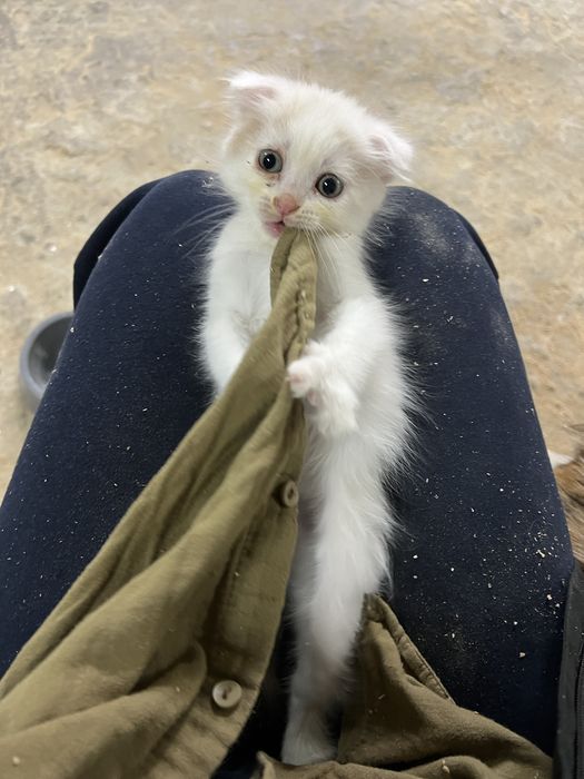 Котенок девочка 1,5 месяца