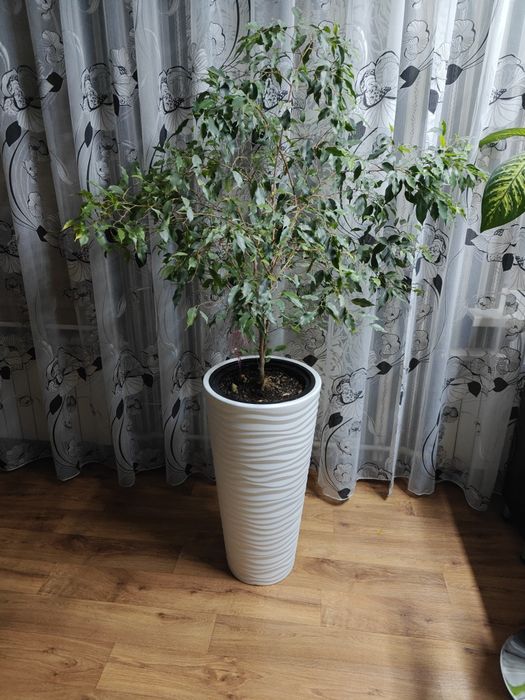 Растение Фикус Бенжамина