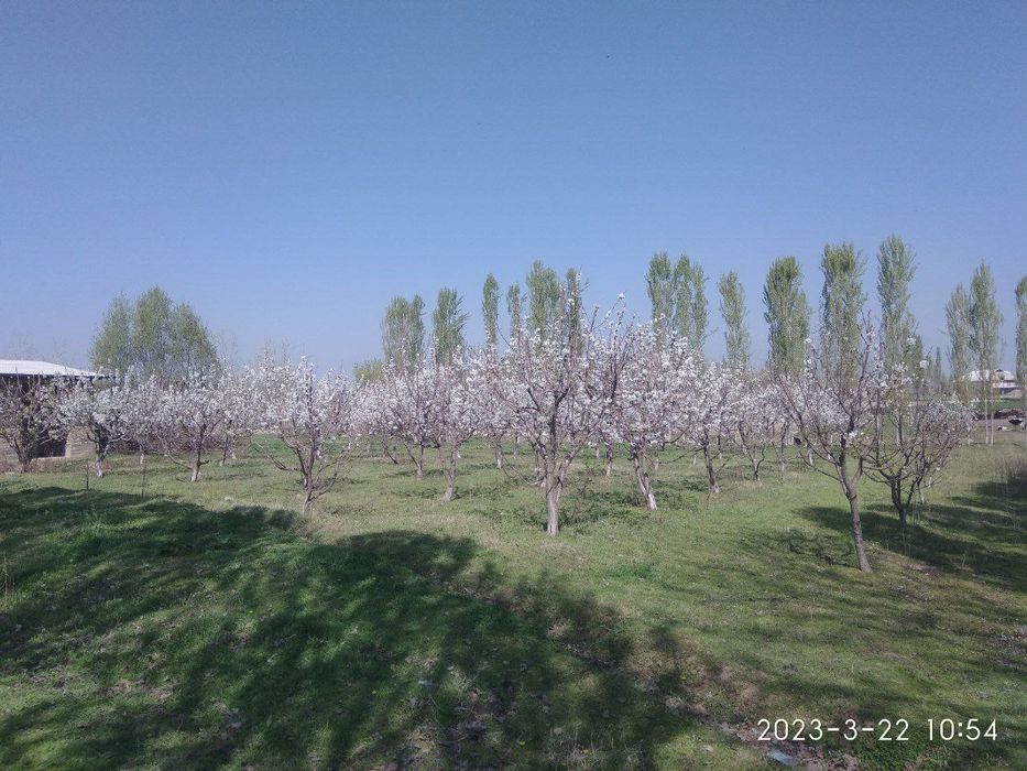 Bo'ka qishlog'i Qirg'iz ovul Mahallasida Uchastka Sotiladi