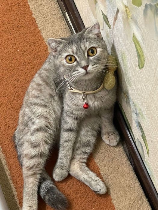 кошку, отдам даром