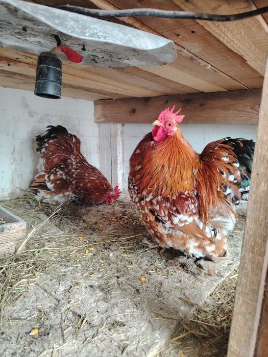 Găini cochinchina pitic