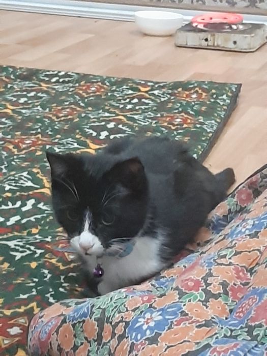 Кошка маленькая отдам даром