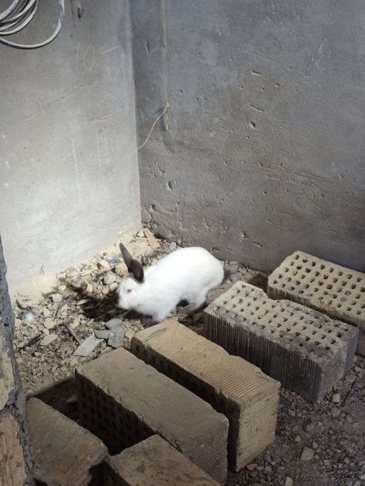 Toza evro kalif quyonimiz sotiladi sames