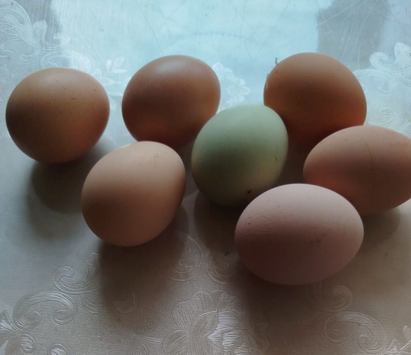 Ouă BIO de casă - Proaspete de la țară (Livrare în Cluj-Napoca)