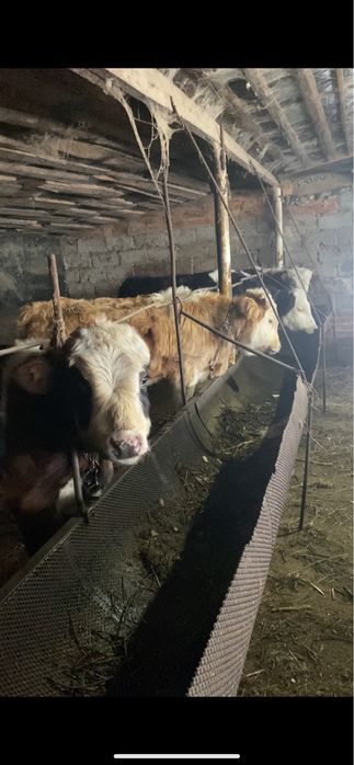 Баспактар сатылады