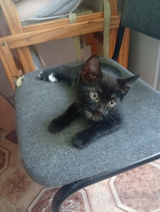 Отдам котят в добрые руки