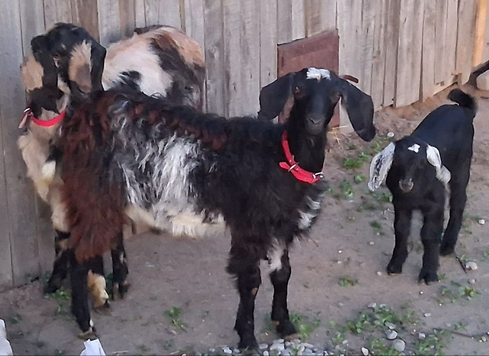 Caprite Anglo ciute genetic !