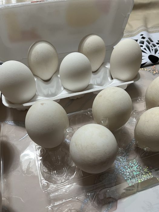 Гусиное яйцо для инкубатора