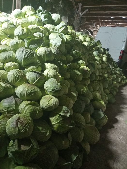 Vând varză de toamnă plată cu frunza subtire