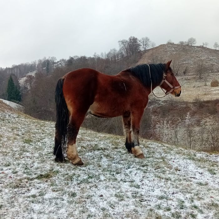 Cal de vânzare bună de ham acest orice proba