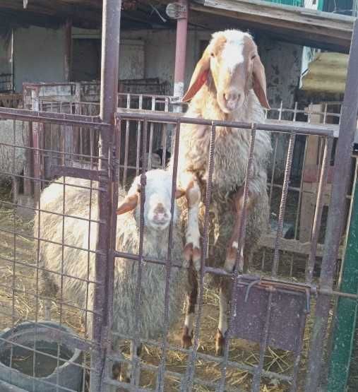 2 berbeci israelieni, aduși din Turcia, de vânzare
