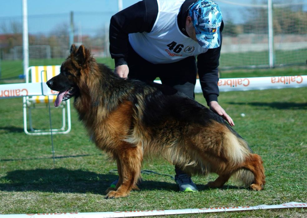 Mascul ciobanesc german cu par lung