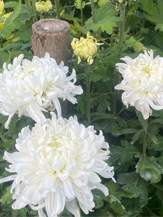 Radacini crizantema toate culorile